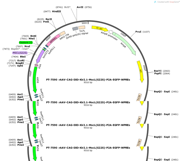 AAV-CAG-DIO-Kir2.1-MscL(G22S)-P2A-EGFP-WPREs