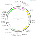 AAV-ap2-EGFP-WPRE-hGH polyA