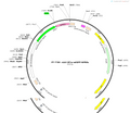 AAV-EF1a-mGFP-WPRE-hGH polyA