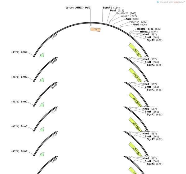 pAAV-CWB-yellow pre-eGRASP(p32)