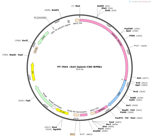 AAV-Galanin-Cre-WPRES