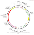 AAV-CaMKIIa-eNpAC2.0-eYFP-WPREs