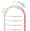 AAV-hsyn-DIO-hM3D(Gq)-tdtomato-WPRE-hGH polyA