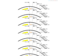 AAV-hsyn-DIO-hM4D(Gi)-tdtomato-WPRE-hGH polyA