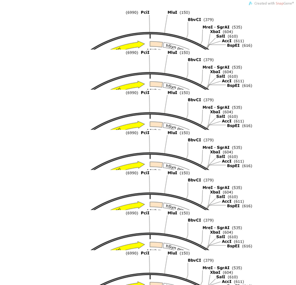 AAV-hsyn-DIO-hM4D(Gi)-tdtomato-WPRE-hGH polyA