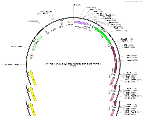 AAV-hSyn-DIO-GtACR2-P2A-EGFP-WPRE-hGH polyA
