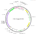 AAV-DIO2-EGFP-WPREs