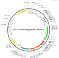 AAV-CMV-DIO-(EGFP-U6)-shRNA(empty)-WPRE-hGH polyA