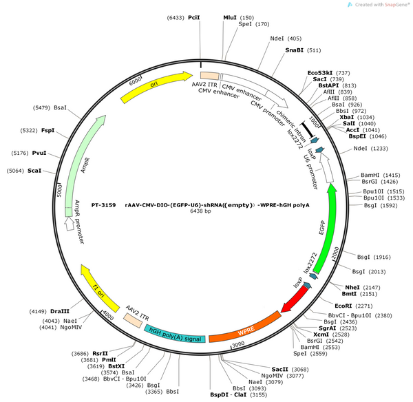AAV-CMV-DIO-(EGFP-U6)-shRNA(empty)-WPRE-hGH polyA
