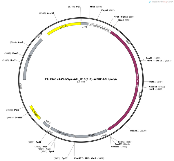 AAV-hSyn-Ado_B10 (Ado1.0) -WPRE-hGH polyA