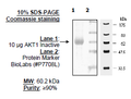 AKT1, Inactive, His-tag Recombinant – Figure 1 of 1
