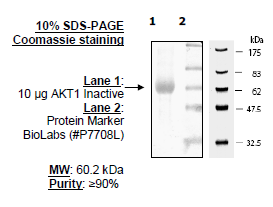 AKT1, Inactive, His-tag Recombinant – Figure 1 of 1