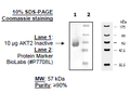 AKT2, Inactive, His-tag Recombinant – Figure 1 of 1
