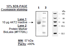 AKT2, Inactive, His-tag Recombinant – Figure 1 of 1