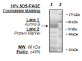 Aurora Kinase B, GST-Tag, His-Tag Recombinant – Figure 1 of 2