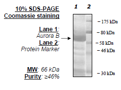 Aurora Kinase B, GST-Tag, His-Tag Recombinant – Figure 1 of 2