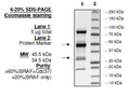 BRAF/p50, FLAG-tag Recombinant – Figure 1 of 2