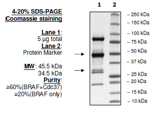 BRAF/p50, FLAG-tag Recombinant – Figure 1 of 2