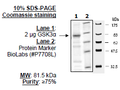 GSK3α Recombinant – Figure 1 of 4