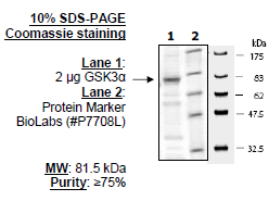 GSK3α Recombinant – Figure 1 of 4