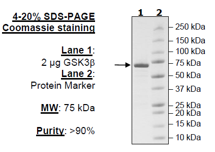 GSK3β, GST-tag, His-tag Recombinant – Figure 1 of 4