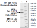 aRAF, GST-Tag, His-Tag Recombinant – Figure 1 of 4