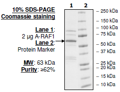 aRAF, GST-Tag, His-Tag Recombinant – Figure 1 of 4