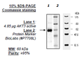 AKT3, His-tag Recombinant – Figure 1 of 2