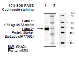 AKT3, His-tag Recombinant – Figure 1 of 2