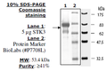 STK3(MST2), GST-tag Recombinant – Figure 1 of 2