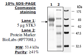 STK3(MST2), GST-tag Recombinant – Figure 1 of 2