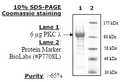 PKC ι/λ, GST-tag Recombinant – Figure 1 of 1