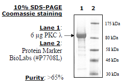 PKC ι/λ, GST-tag Recombinant – Figure 1 of 1