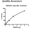 BRSK2, His-tag Recombinant – Figure 1 of 2