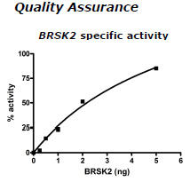 BRSK2, His-tag Recombinant – Figure 1 of 2