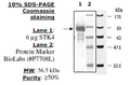 STK4(MST1), GST-tag Recombinant – Figure 1 of 2