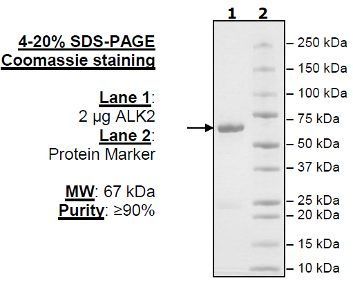 ALK2 (ACVR1), GST-tag Recombinant – Figure 1 of 2
