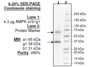 AMPK (A1/B1/G1), His-tags Recombinant – Figure 1 of 4