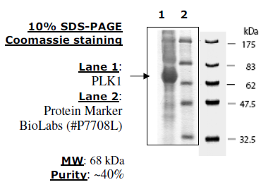 PLK1, His-tag Recombinant – Figure 1 of 4
