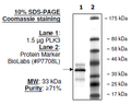 PLK3, His-Tag Recombinant – Figure 1 of 4