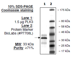 PLK3, His-Tag Recombinant – Figure 1 of 4