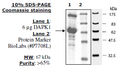DAPK1, GST-tag Recombinant – Figure 1 of 1