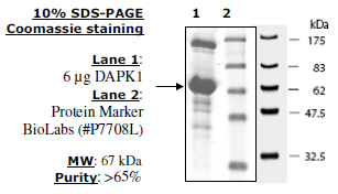 DAPK1, GST-tag Recombinant – Figure 1 of 1