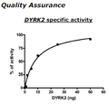 DYRK2, His-Tag Recombinant – Figure 1 of 2