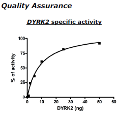 DYRK2, His-Tag Recombinant – Figure 1 of 2