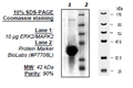 Human/Mouse ERK2 (K52R), Inactive, His-tag Recombinant – Figure 1 of 1