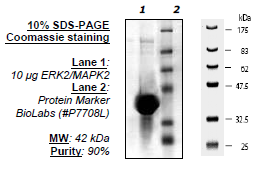 Human/Mouse ERK2 (K52R), Inactive, His-tag Recombinant – Figure 1 of 1