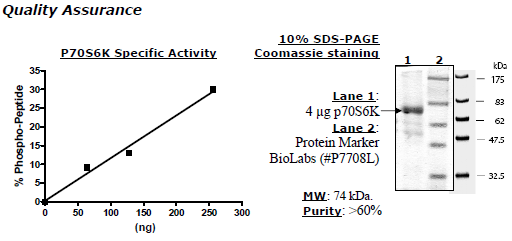 p70S6K (S6K1), GST-tag Recombinant – Figure 1 of 1