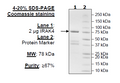 IRAK4, GST-tag Recombinant – Figure 1 of 2