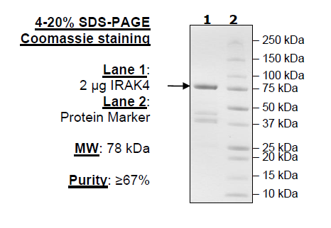 IRAK4, GST-tag Recombinant – Figure 1 of 2